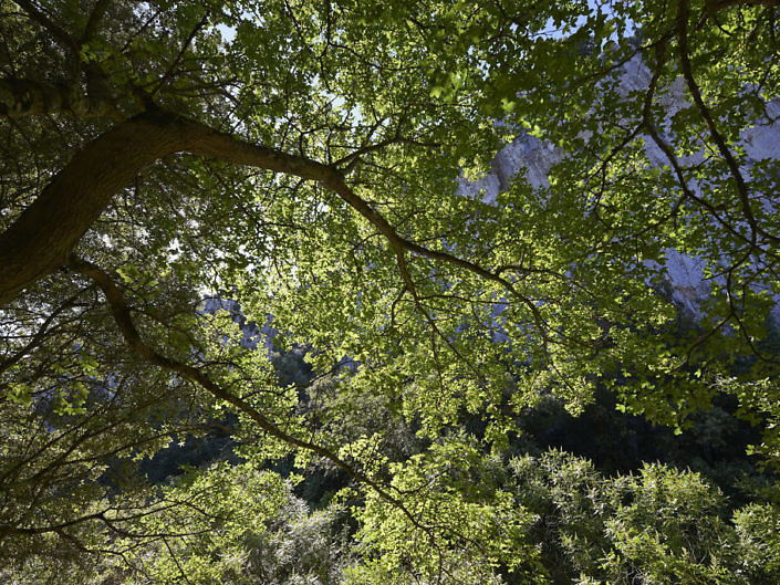 Vues du ciel par les arbres